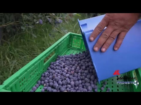Mirtilli tutte le virtu del frutto blu Mirtilli tutte le virtu del frutto blu