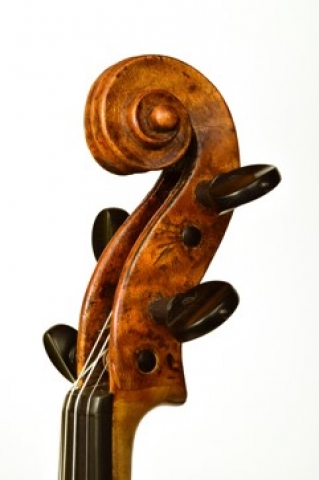 Riccio di violino