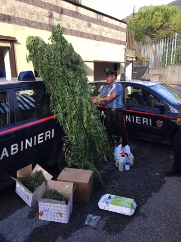 Carabinieri marijuana