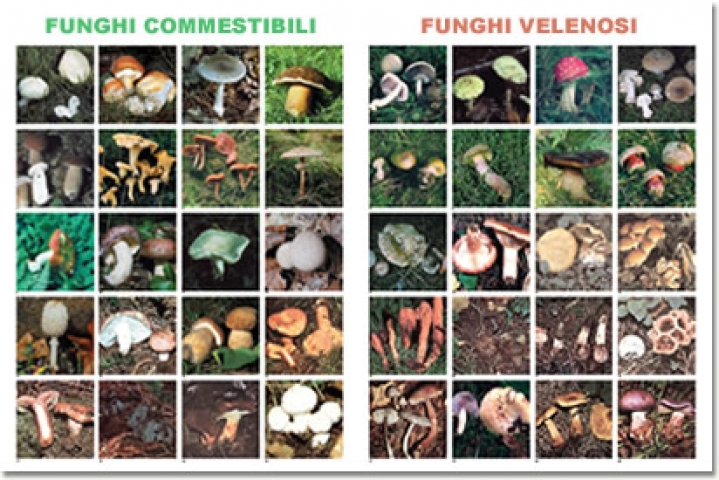 tabella funghi commestibili e funghi velenosi