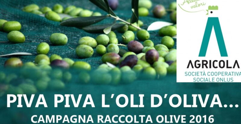 raccolta olive 2016
