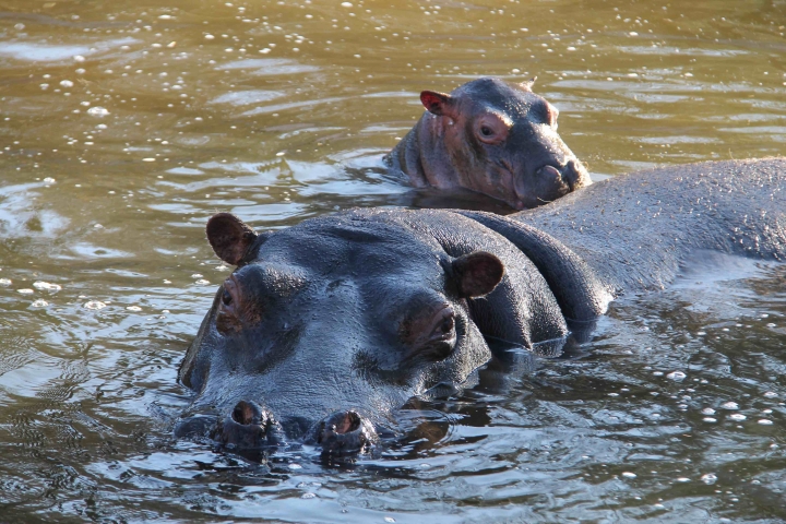 Baby Hippo InAcquaLow