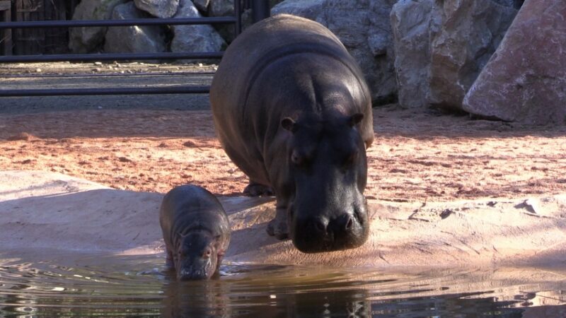 Baby Hippo MammaPippaLow