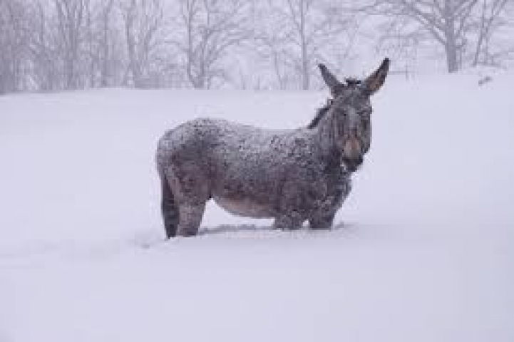 animali neve abruzzo