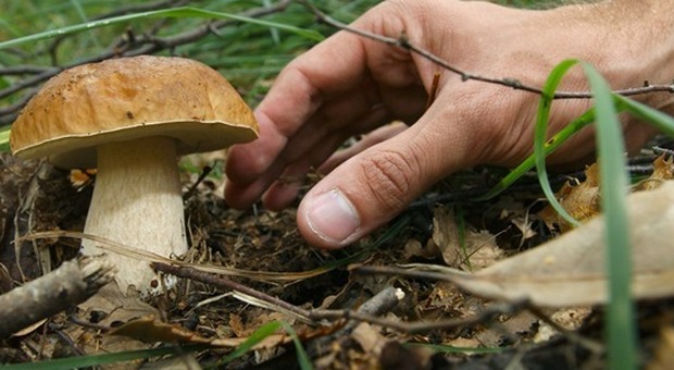 raccolta funghi porcini
