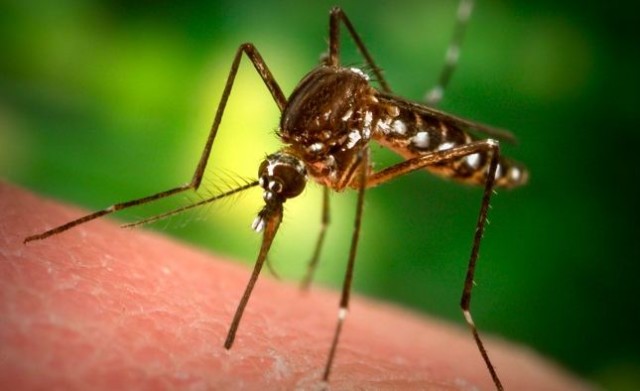 zanzara malaria brescia