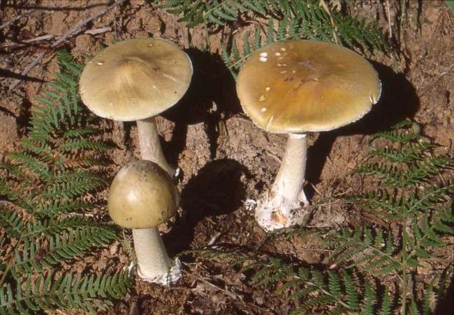 intossicati funghi valle seriana