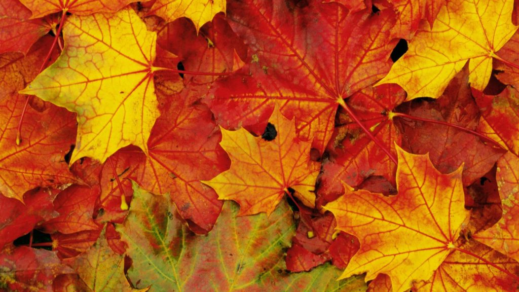 colori foglie autunno