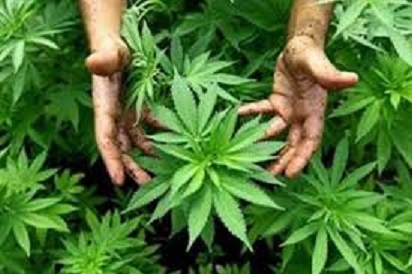 coltivazioen marijuana.jpg
