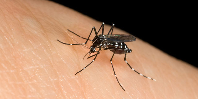 malattie zanzare