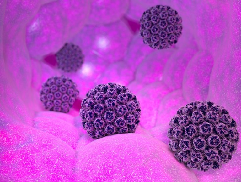 papilloma virus papilloma virus