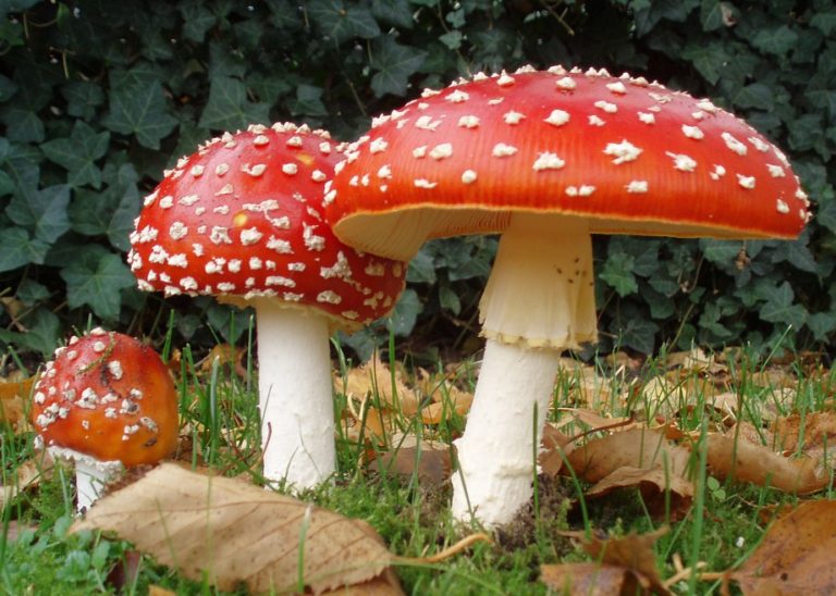 intossicazione funghi intossicazione da funghi