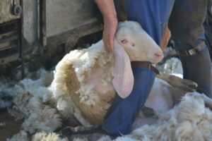 Nuova vita alla lana, sviluppo per il territorio