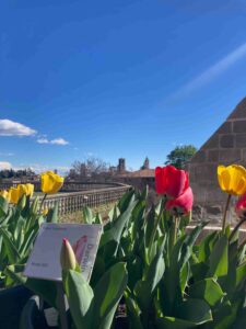 Risveglio di primavera, tra scienza e meraviglia, negli orti botanici della Lombardia