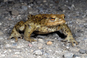 Bufo bufo Andreas Meyer