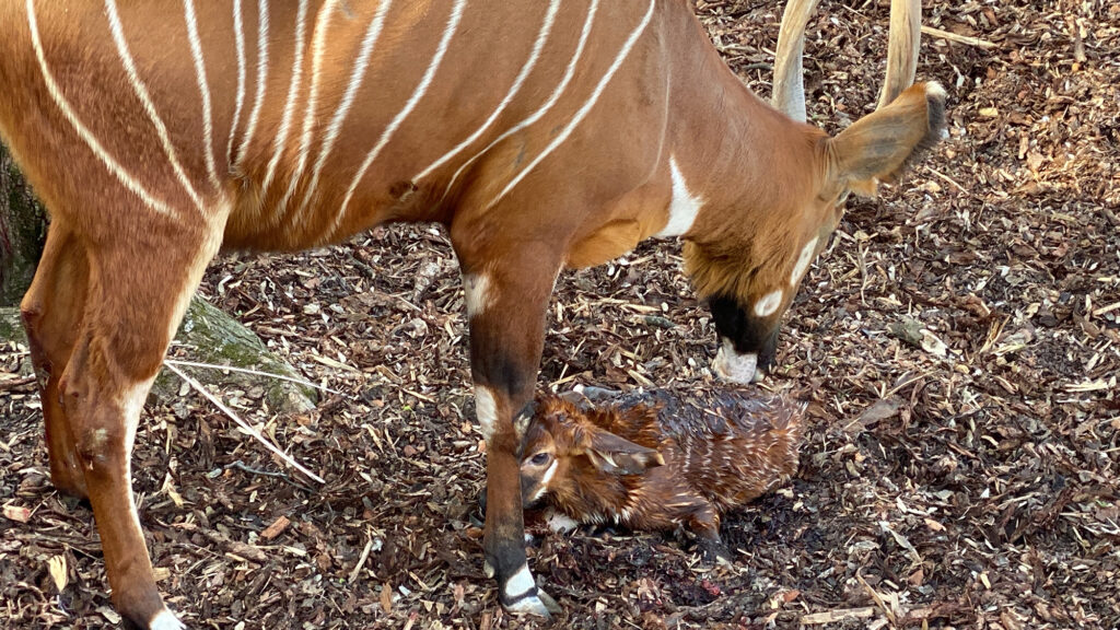 Al Parco le Cornelle nasce un piccolo di bongo, un’antilope molto rara