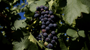 Barossa Valley e tempo di Cabernet Sauvignon Barossa Valley e tempo di Cabernet Sauvignon