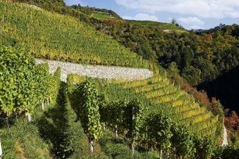 Come si coltiva un vigneto eroico Come si coltiva un vigneto eroico