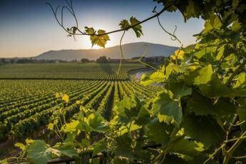 Commissione UE irrilevante la prevedibile diminuzione della produzione di uva Commissione UE irrilevante la prevedibile diminuzione della produzione di uva