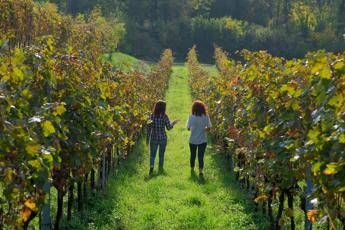 Il cru italiano piu antico ha 450 anni Il cru italiano piu antico ha 450 anni