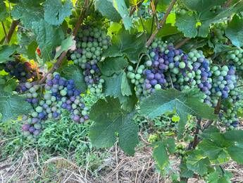 Vendemmia 2023 troppa pioggia o troppo caldo Vendemmia 2023 troppa pioggia o troppo caldo