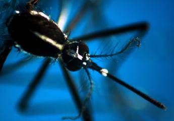 Da Dengue a West Nile arbovirus minaccia per lItalia lallarme Da Dengue a West Nile arbovirus minaccia per lItalia lallarme