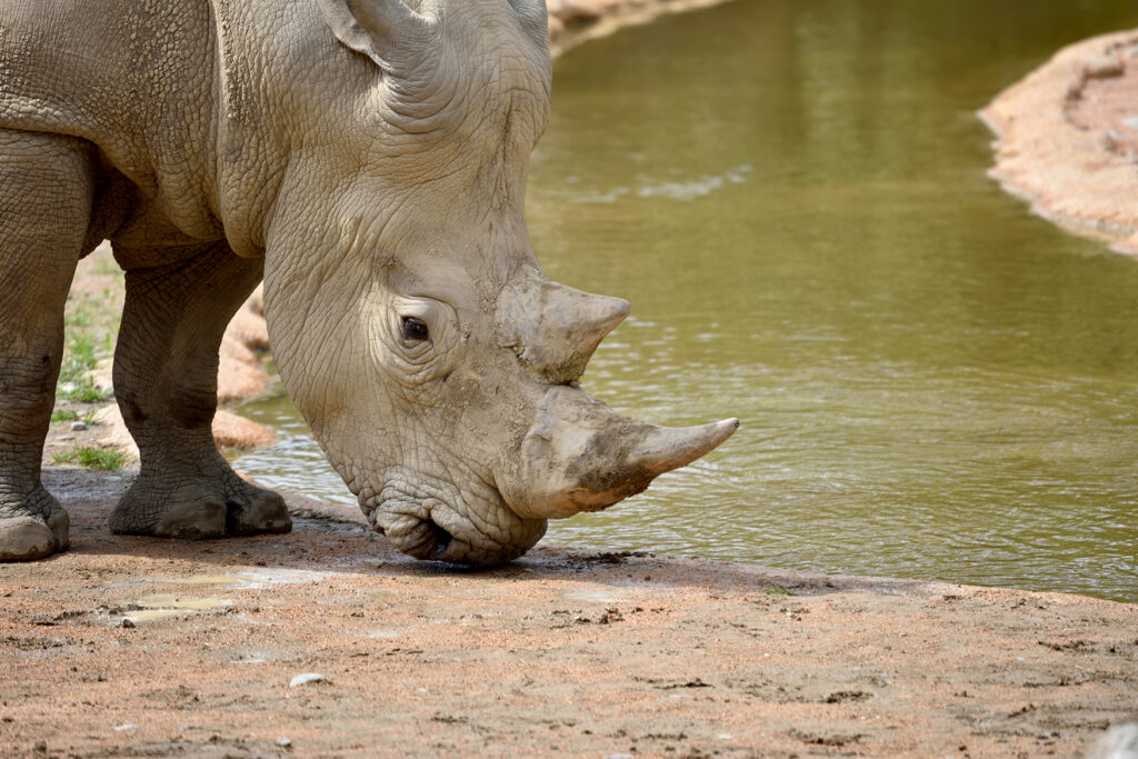 Giornata Mondiale del Rinoceronte al Parco Faunistico le Cornelle
