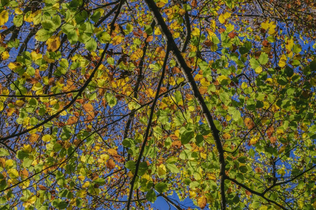 Passione foliage: due weekend in Alta Val Brembana per ammirare la bellezza della natura in autunno