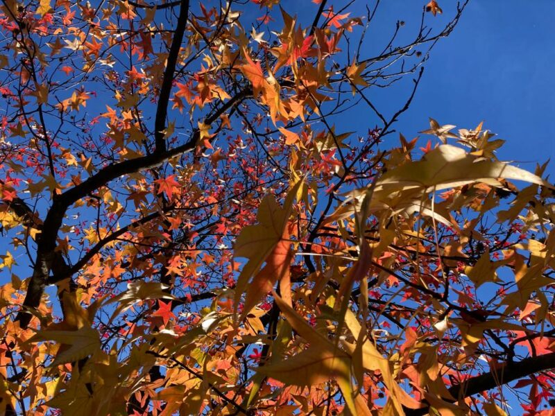 Fiori e foglie si tingono dei colori autunnali: nell'Orto botanico di Bergamo