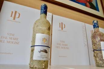 Svelati i primi 4 vini subacquei prodotti in Molise da LeProfondita Svelati i primi 4 vini subacquei prodotti in Molise da LeProfondita