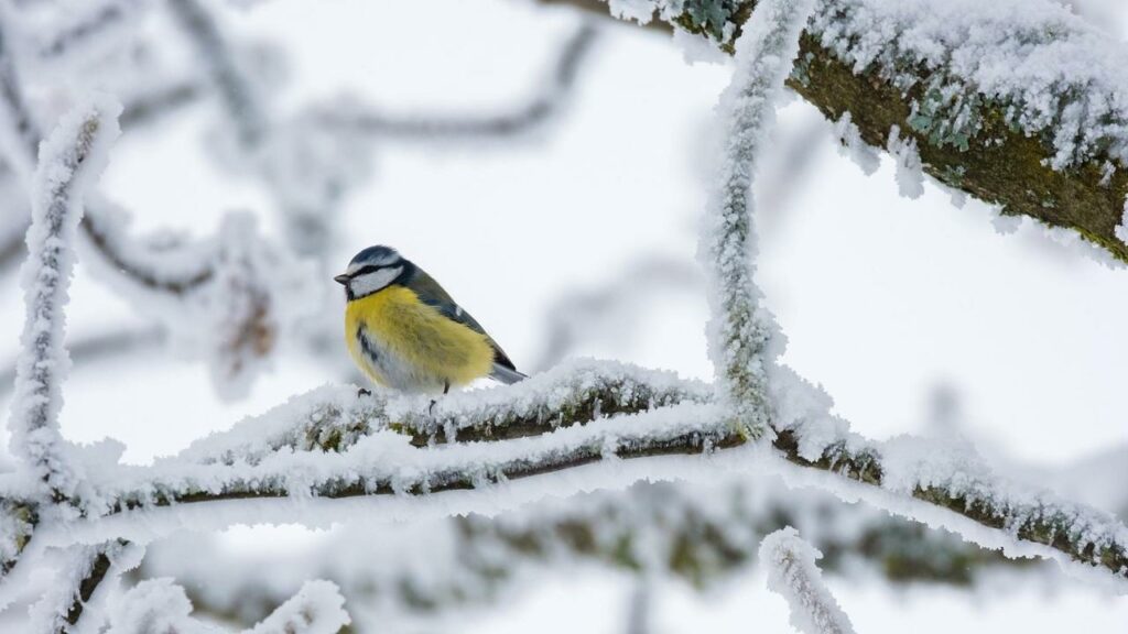 Uccellio nella neve