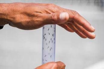 West Nile ancora una vittima nel Lazio morti salgono a 8 West Nile ancora una vittima nel Lazio morti salgono a 8