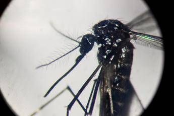 Dengue un caso in provincia di Como Piano di disinfestazione no prodotti dellorto Dengue un caso in provincia di Como Piano di disinfestazione no prodotti dellorto