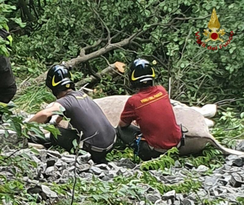 Scivola in un dirupo per soccorrere un asino, recuperata dai Vigili del ...