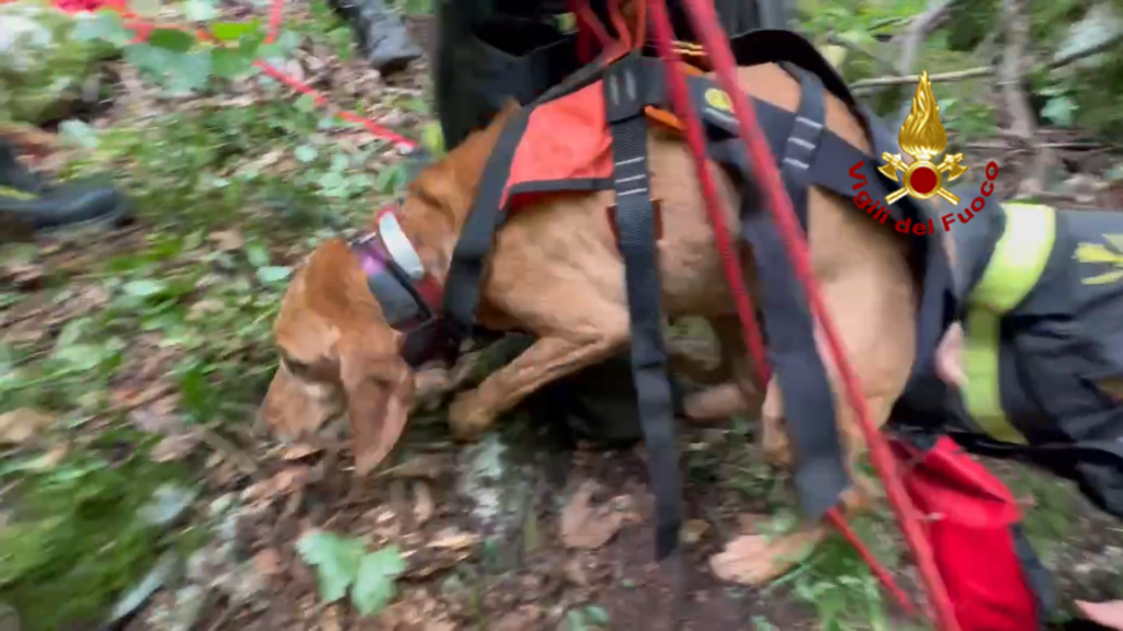 Soccorso cane segugio in una cavità ipogea