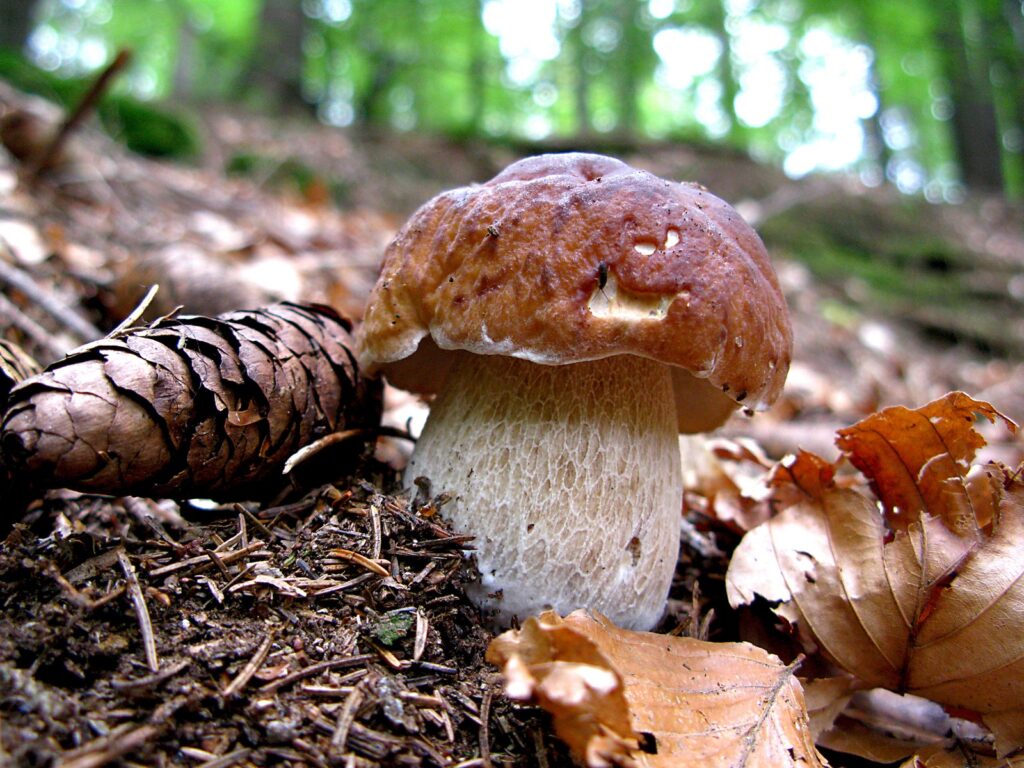 Dal 31 agosto all'8 settembre, torna "Fungolandia" in Alta Valle Brembana