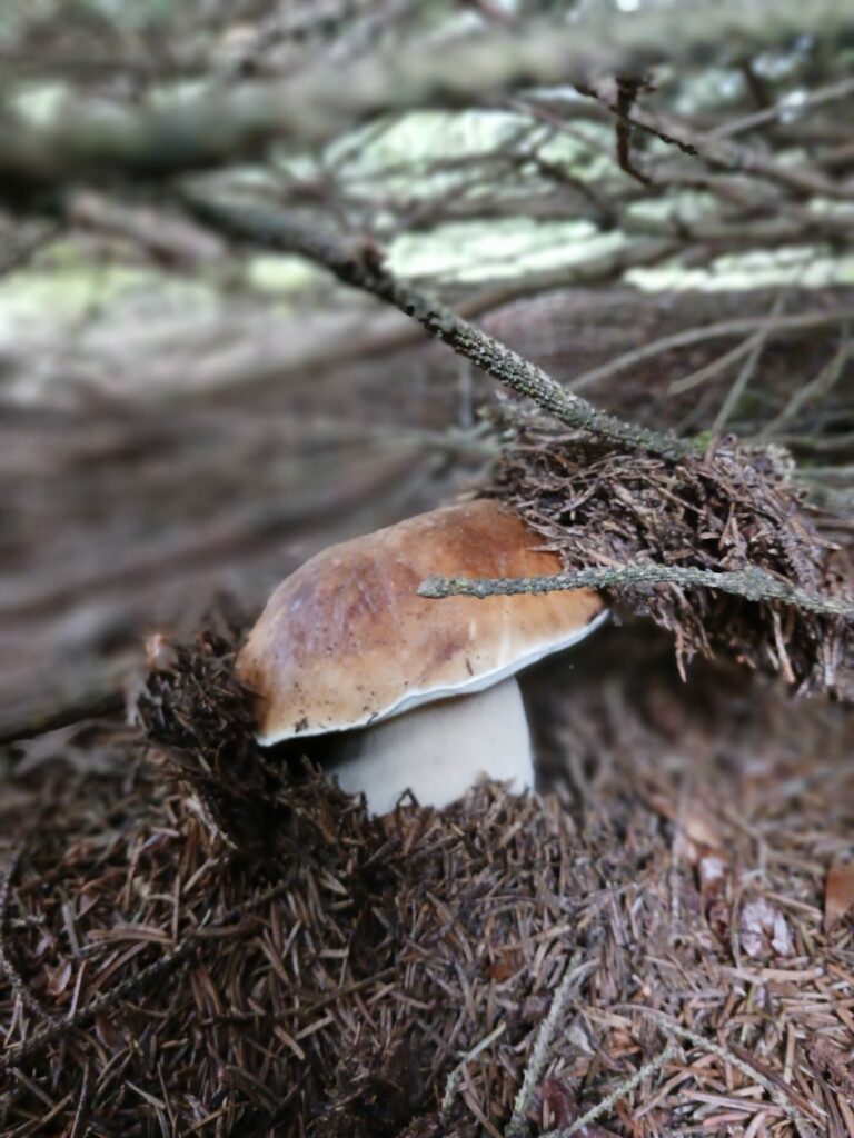 TORNA LA MOSTRA DEL FUNGO E DELLA NATURA - 48° Edizione