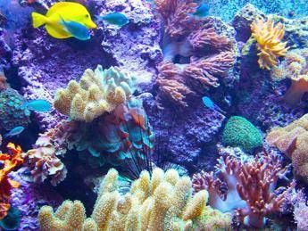 Ambiente scienziati cinesi scoprono tecnologia per riproduzione coralli Ambiente scienziati cinesi scoprono tecnologia per riproduzione coralli