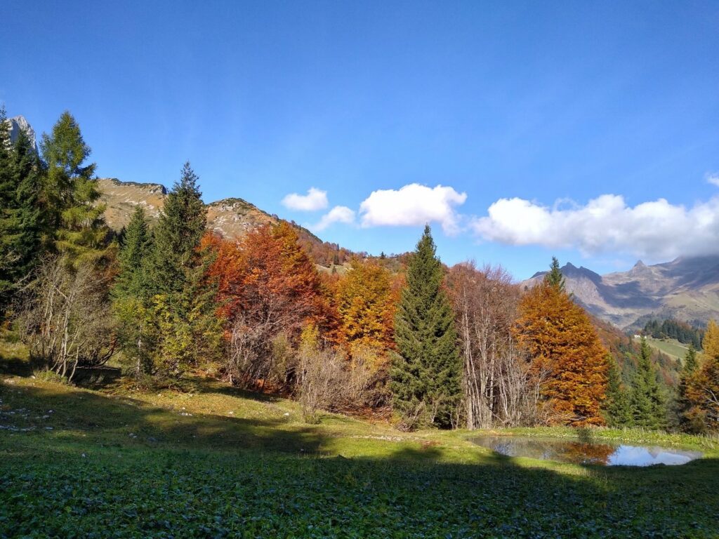 Bosco Valle Seriana