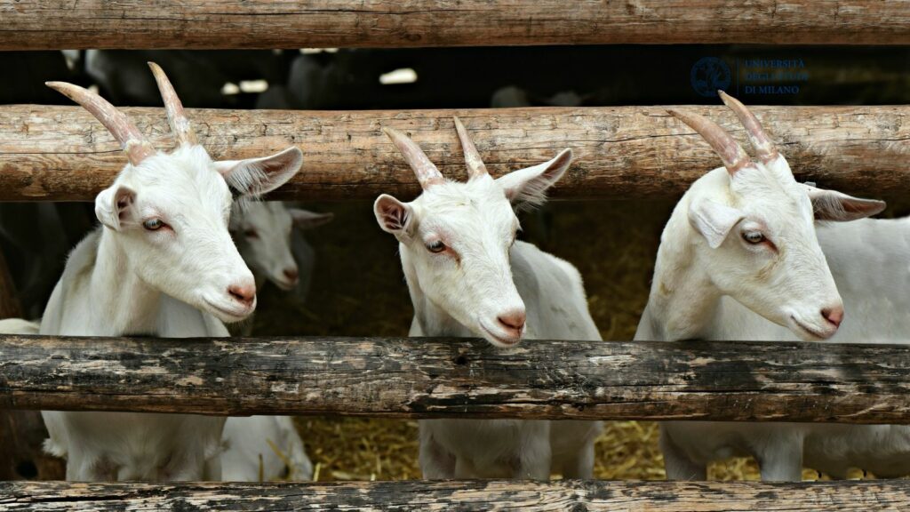 Corso tecnico gestione della capretteria e allevamento della rimonta