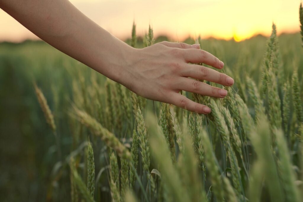 agricoltore donne in campo mais