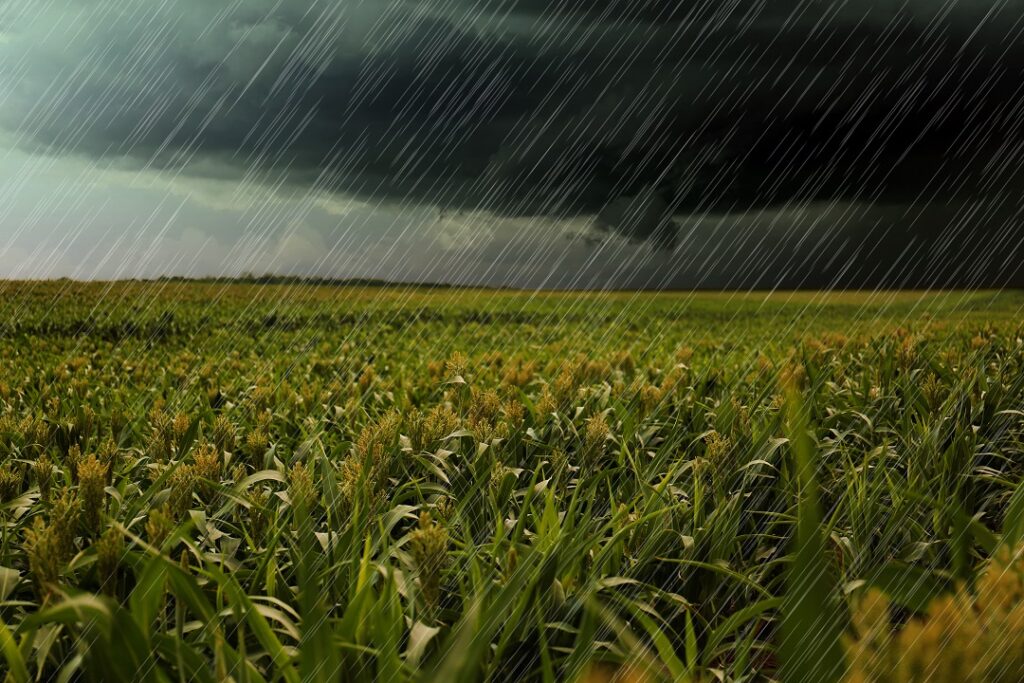 maltempo agricoltura campi pioggia