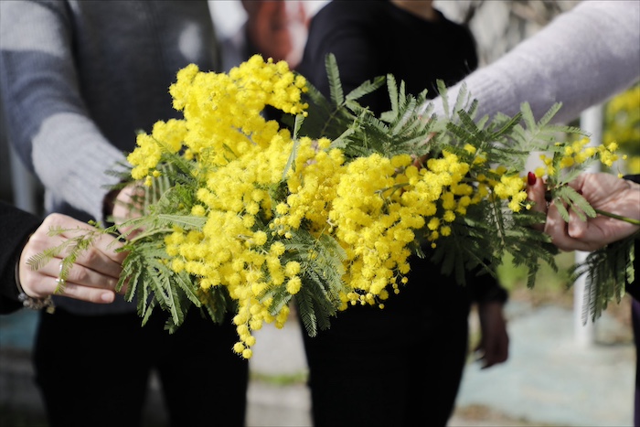 mimosa mimosa