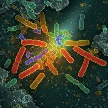 Batterio ingegnerizzato degrada cinque inquinanti organici Batterio ingegnerizzato degrada cinque inquinanti organici