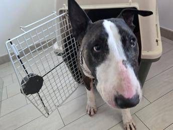 Cani e gatti in aereo arriva la svolta nuove regole cosa cambia Cani e gatti in aereo arriva la svolta nuove regole cosa cambia
