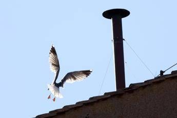 Conclave lornitologo Il gabbiano sul comignolo e a casa sua e non teme la folla Conclave lornitologo Il gabbiano sul comignolo e a casa sua e non teme la folla