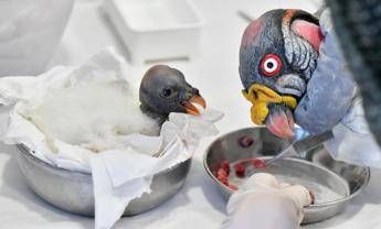 E nato un avvoltoio Papa al Bioparco di Roma e la prima volta E nato un avvoltoio Papa al Bioparco di Roma e la prima volta
