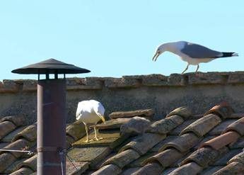 Fumata bianca e nuovo Papa i gabbiani portafortuna Fumata bianca e nuovo Papa i gabbiani portafortuna