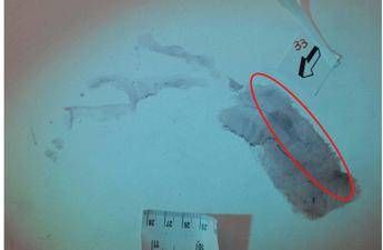 Garlasco pm Ce impronta Sempio. Ma per Ris traccia inutile e senza sangue Garlasco pm Ce impronta Sempio. Ma per Ris traccia inutile e senza sangue