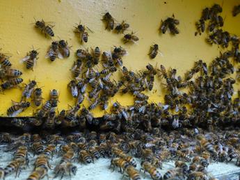 Giornata mondiale delle api Wwf Oltre il 40 degli impollinatori rischia lestinzione Giornata mondiale delle api Wwf Oltre il 40 degli impollinatori rischia lestinzione